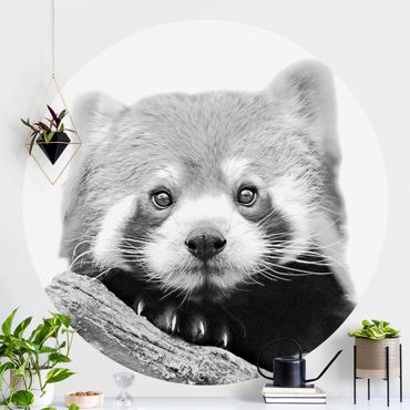Runde Tapete selbstklebend - Roter Panda in Schwarz-weiß