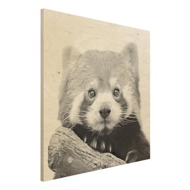 Holzbild - Roter Panda in Schwarz-weiß - Quadrat