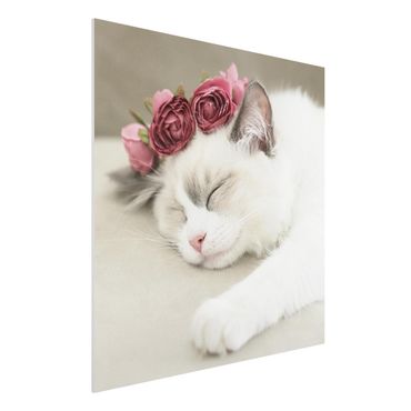 Forex Fine Art Print - Schlafende Katze mit Rosen - Quadrat 1:1