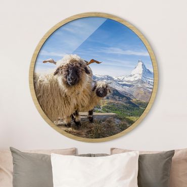 Rundes Gerahmtes Bild - Schwarznasenschafe von Zermatt
