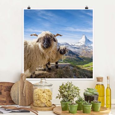 Poster - Schwarznasenschafe von Zermatt - Quadrat 1:1