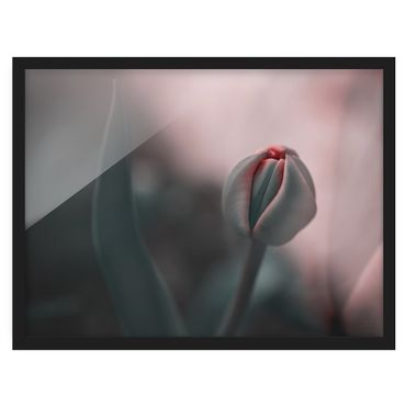 Bild mit Rahmen - Sinnliche Tulpe