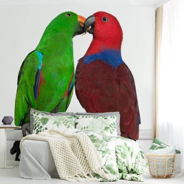 Fototapete - Verliebte Papageien