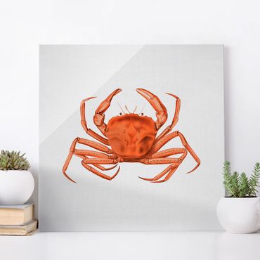 Glasbild - Vintage Illustration Rote Krabbe - Quadrat