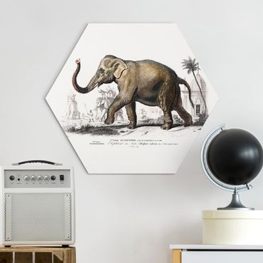 Hexagon-Alu-Dibond Bild - Vintage Lehrtafel Elefant