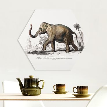 Hexagon-Forexbild - Vintage Lehrtafel Elefant