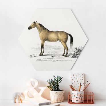 Hexagon-Alu-Dibond Bild - Vintage Lehrtafel Pferd