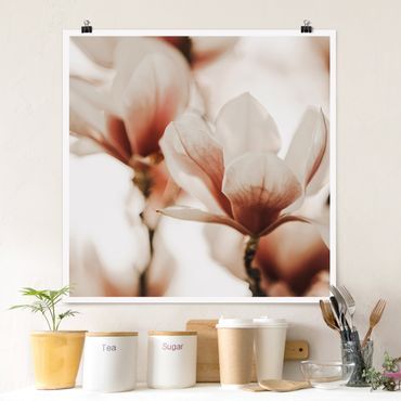 Poster - Zarte Magnolienblüten im Lichtspiel - Quadrat 1:1
