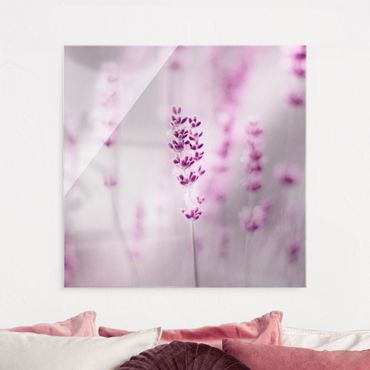 Glasbild - Zartvioletter Lavendel - Quadrat
