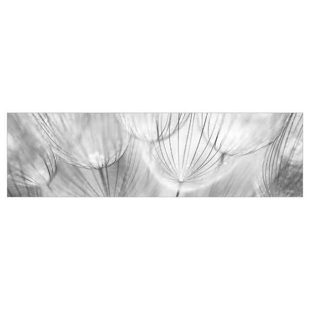 Klebefolien Pusteblumen Makroaufnahme in schwarz weiß