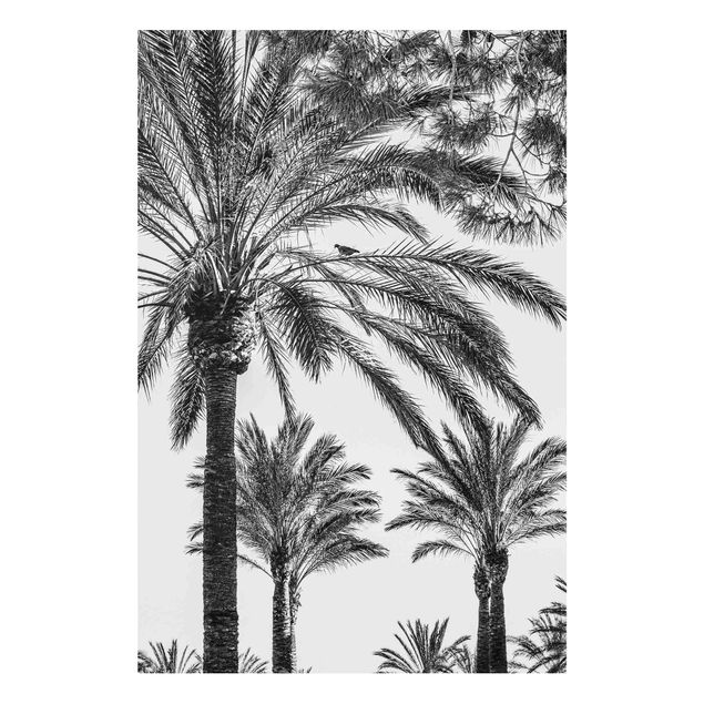 Wanddeko Flur Palmen im Sonnenuntergang Schwarz-Weiß