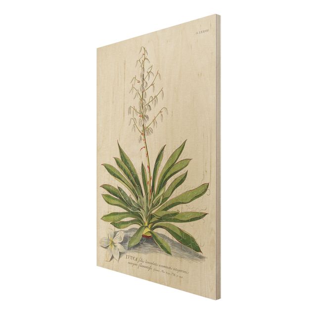 Wanddeko Flur Vintage Botanik Illustration Yucca