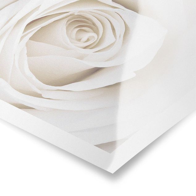 Wanddeko Treppenhaus Pretty White Rose
