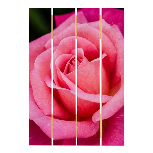 Wanddeko Flur Pinke Rosenblüte vor Grün