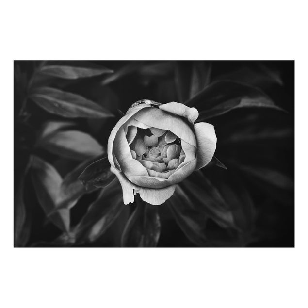Wohndeko Rose Pfingstrosenblüte vor Blättern Schwarz Weiß