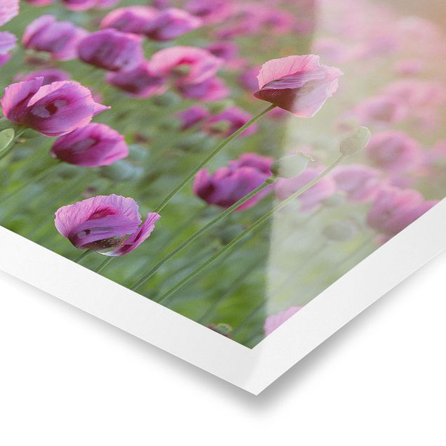 Wanddeko Büro Violette Schlafmohn Blumenwiese im Frühling