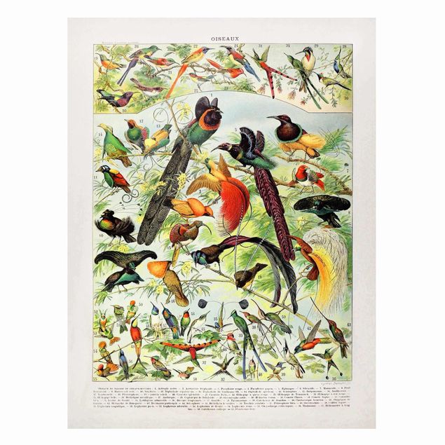 Wanddeko Flur Vintage Lehrtafel Paradiesvögel
