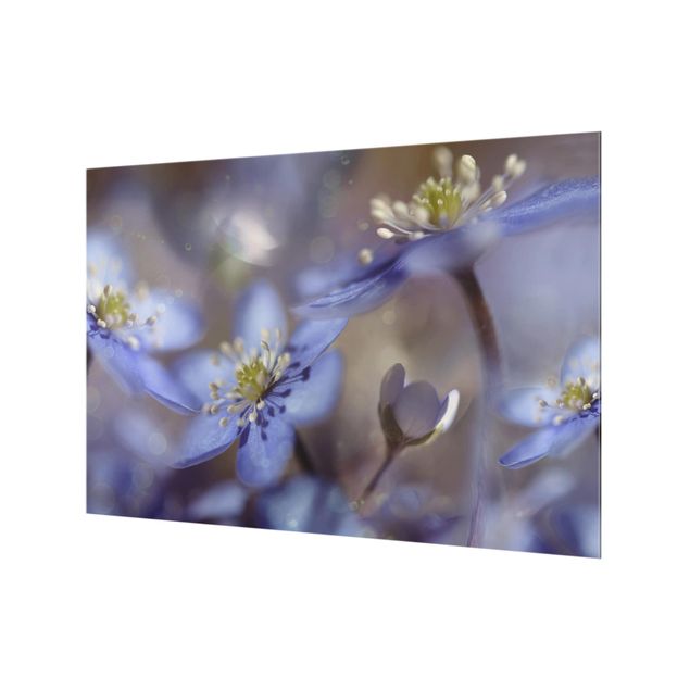 Glasrückwand Küche Blumen Anemonen in Blau
