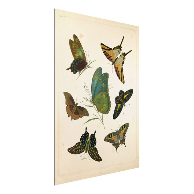Wanddeko Schlafzimmer Vintage Illustration Exotische Schmetterlinge