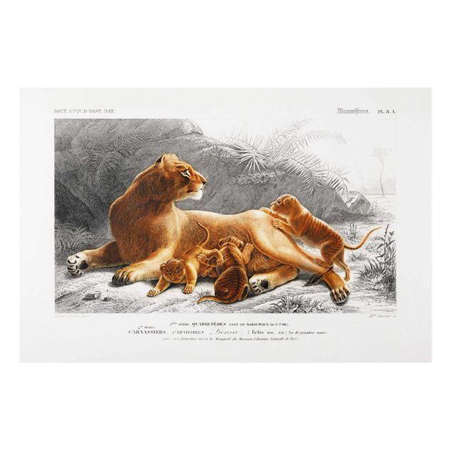 Wanddeko gelb Vintage Lehrtafel Löwin und Löwenbabies