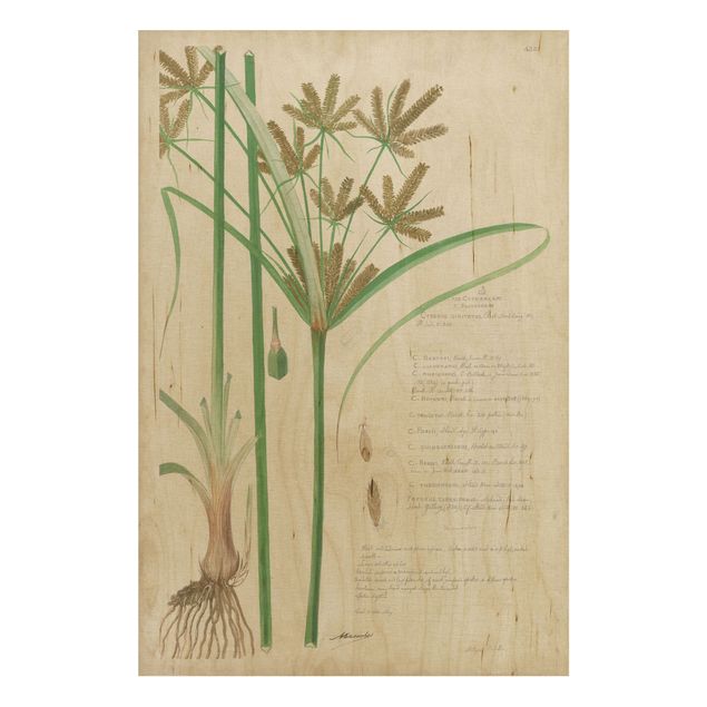 Wanddeko Flur Vintage Botanik Zeichnung Gräser I