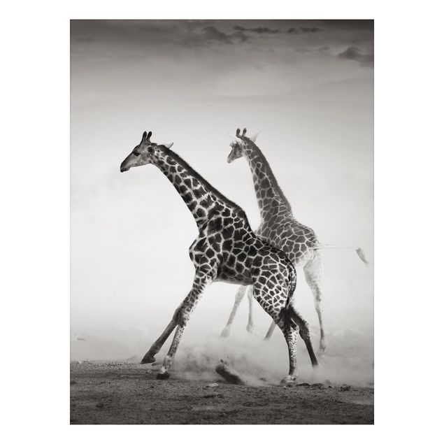 Wandbilder Giraffen Giraffenjagd