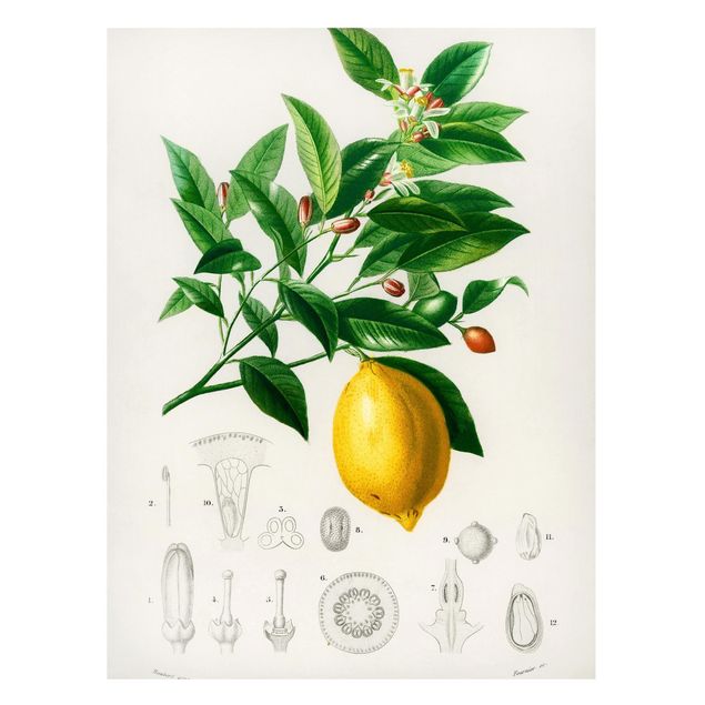 Wanddeko gelb Botanik Vintage Illustration Zitrone