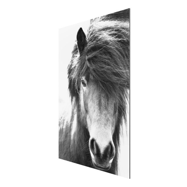 Wanddeko Esszimmer Island Pferd in Schwarz-weiß