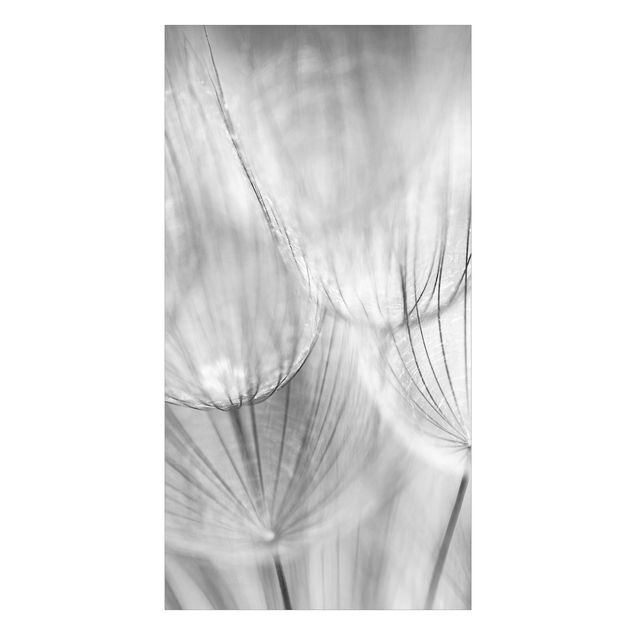 Wohndeko Pusteblume Pusteblumen Makroaufnahme in schwarz weiß