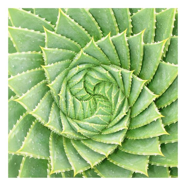 Deko Pflanzen Spiral Aloe