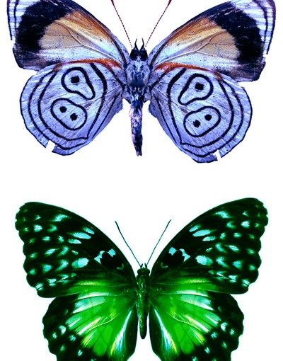 Wanddeko Tiere No.32 Schmetterlinge Set1