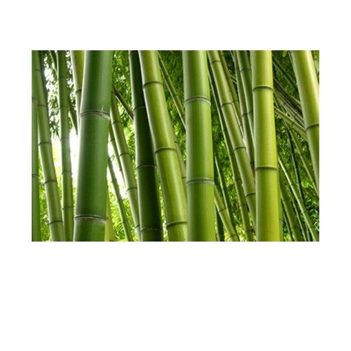 Wanddeko Büro Bamboo