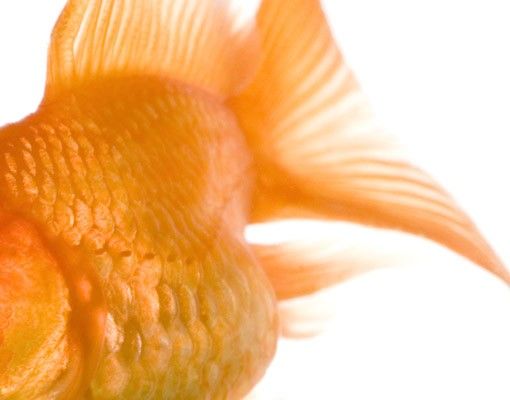Wanddeko Esszimmer One Flying Goldfish