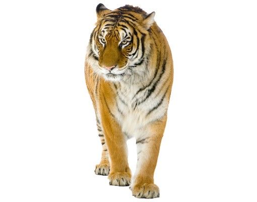 Wanddeko Afrika No.128 Indischer Tiger