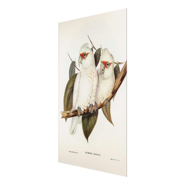 Wanddeko über Sofa Vintage Illustration Weißer Kakadu