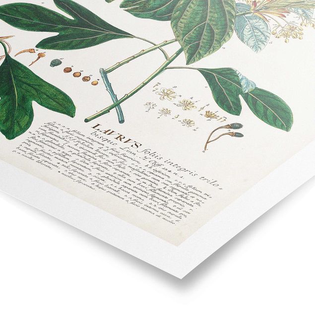 Wohndeko Pflanzen Vintage Botanik Illustration Lorbeer