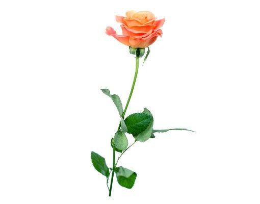 Deko Botanik No.194 Rose Lachsfarben