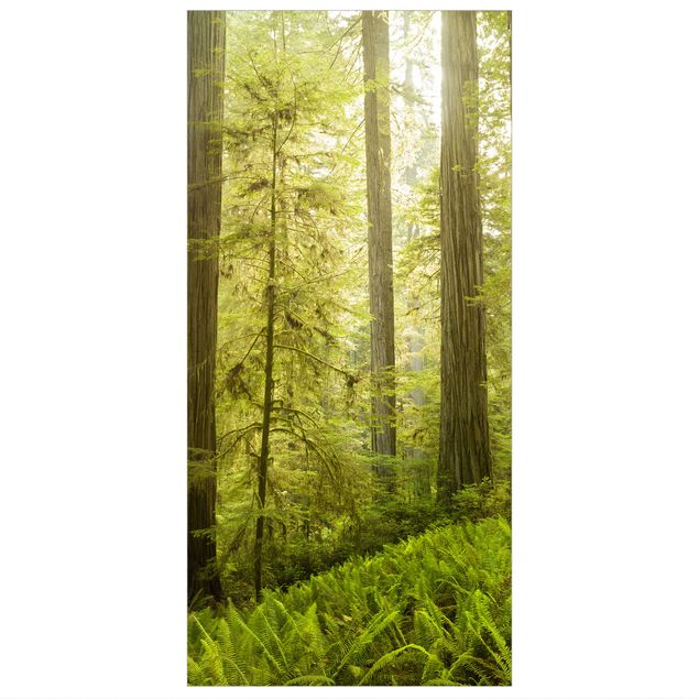 Wanddeko grün Redwood State Park Waldblick