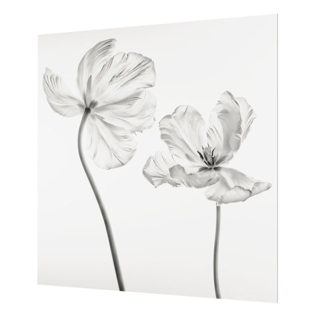 Wohndeko Fotografie Zwei zarte weiße Tulpen