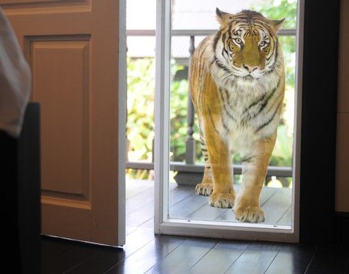 Fensterfolie - Fenstersticker No.127 Bengalischer Tiger - Fensterbilder