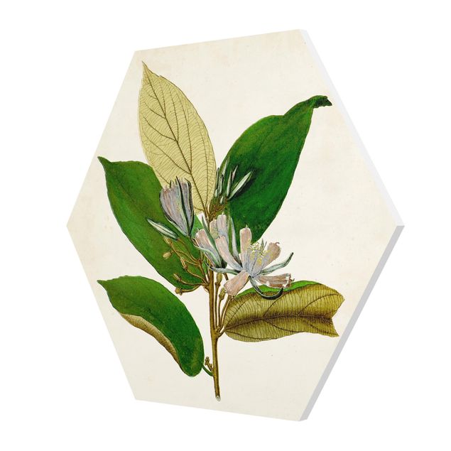 Wohndeko Pflanzen Laubbaum Schautafel IV