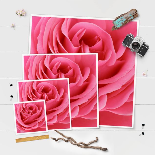 Wanddeko Büro Lustful Pink Rose