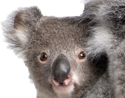 Wanddeko Jungenzimmer Koalabären