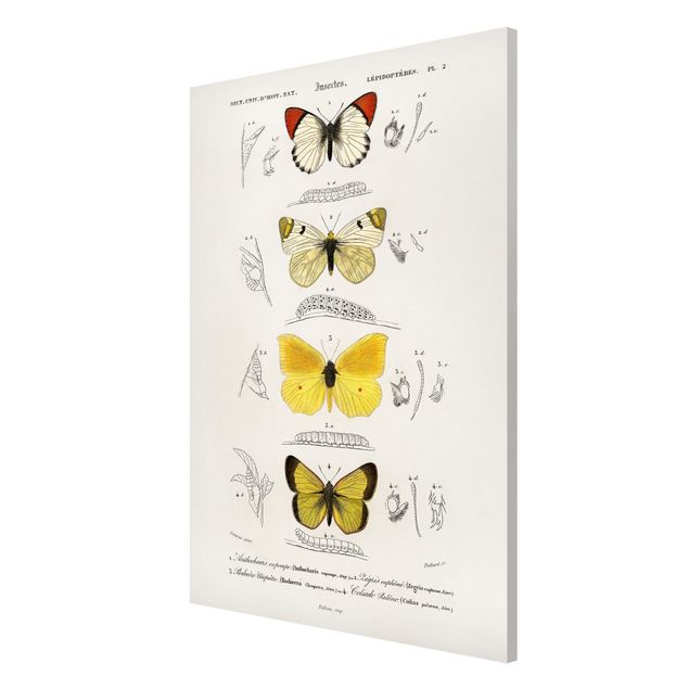 Wanddeko Esszimmer Vintage Lehrtafel Schmetterlinge II