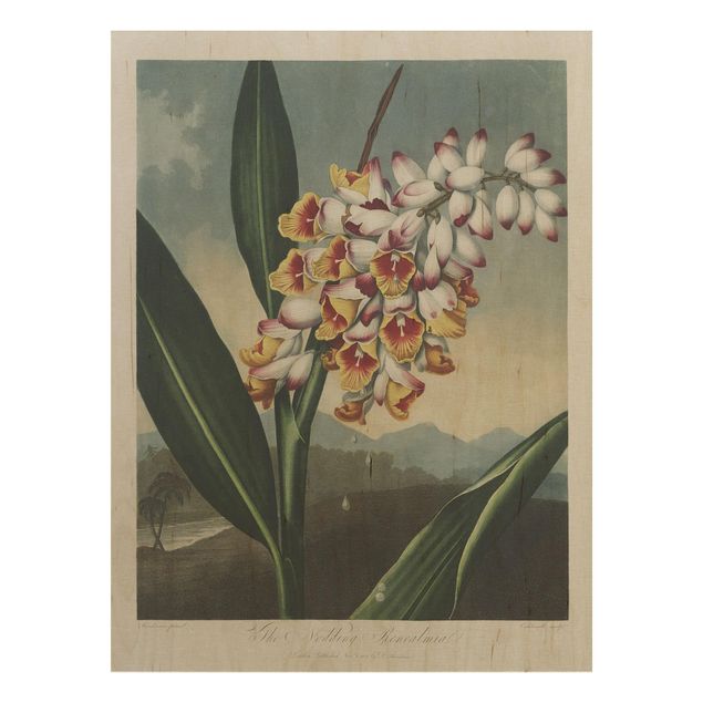 Wanddeko Blume Botanik Vintage Illustration Ingwer mit Blüte