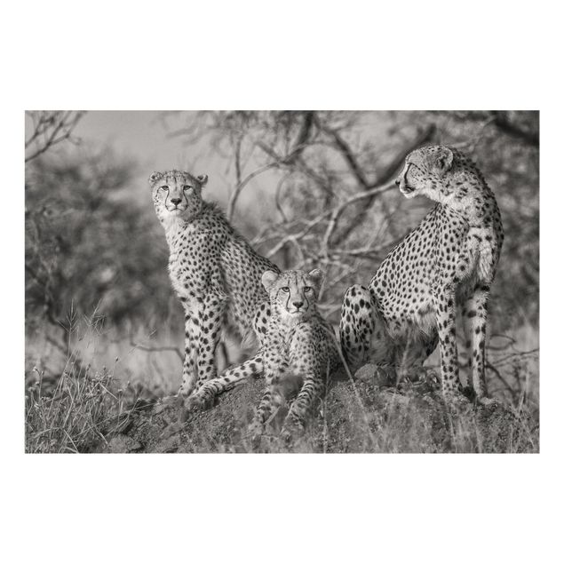 Wanddeko Tiere Drei Geparden