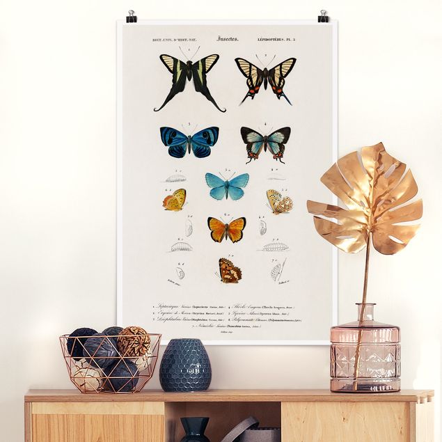 Wanddeko blau Vintage Lehrtafel Schmetterlinge I
