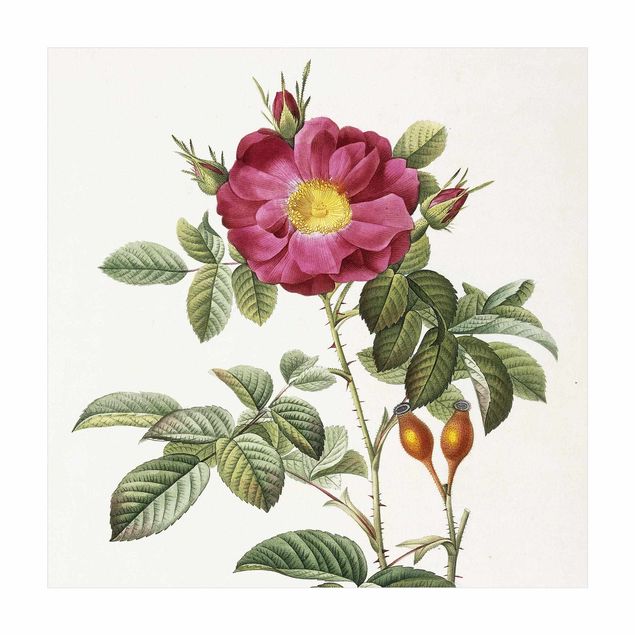 Wanddeko grün Pierre Joseph Redouté - Portland-Rose