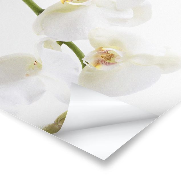 Wanddeko Flur White Orchid Waters