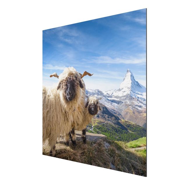 Wanddeko Flur Schwarznasenschafe von Zermatt